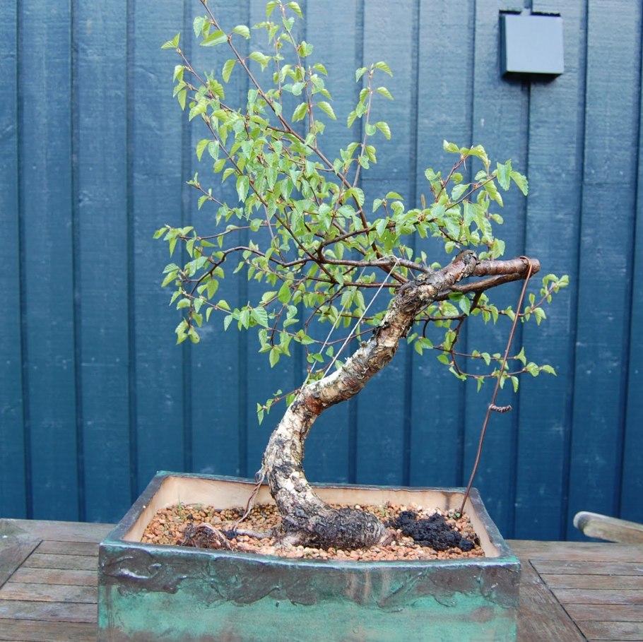 Betula pendula бонсай