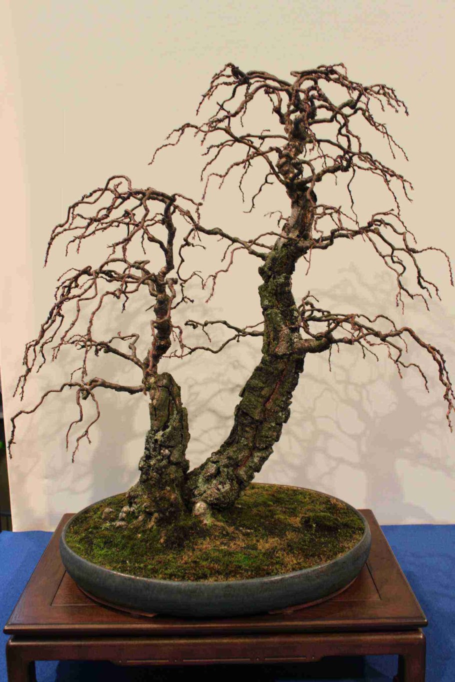 Лесотундра низкорослая береза