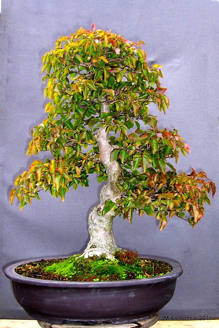 Betula pendula бонсай