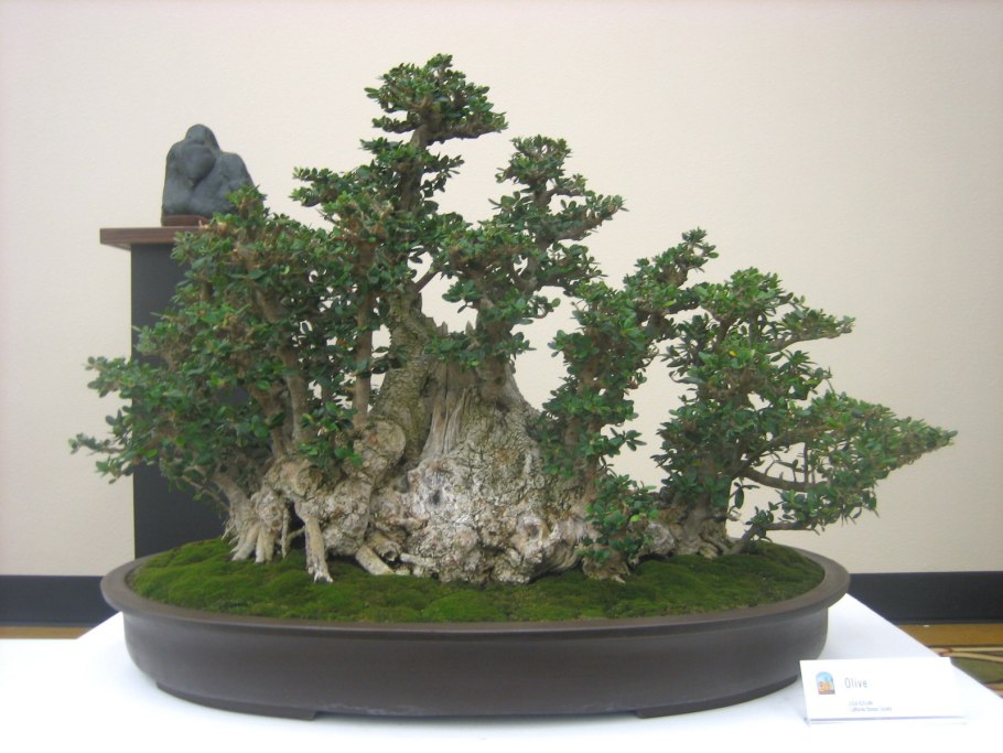 Фикус Березка бонсай