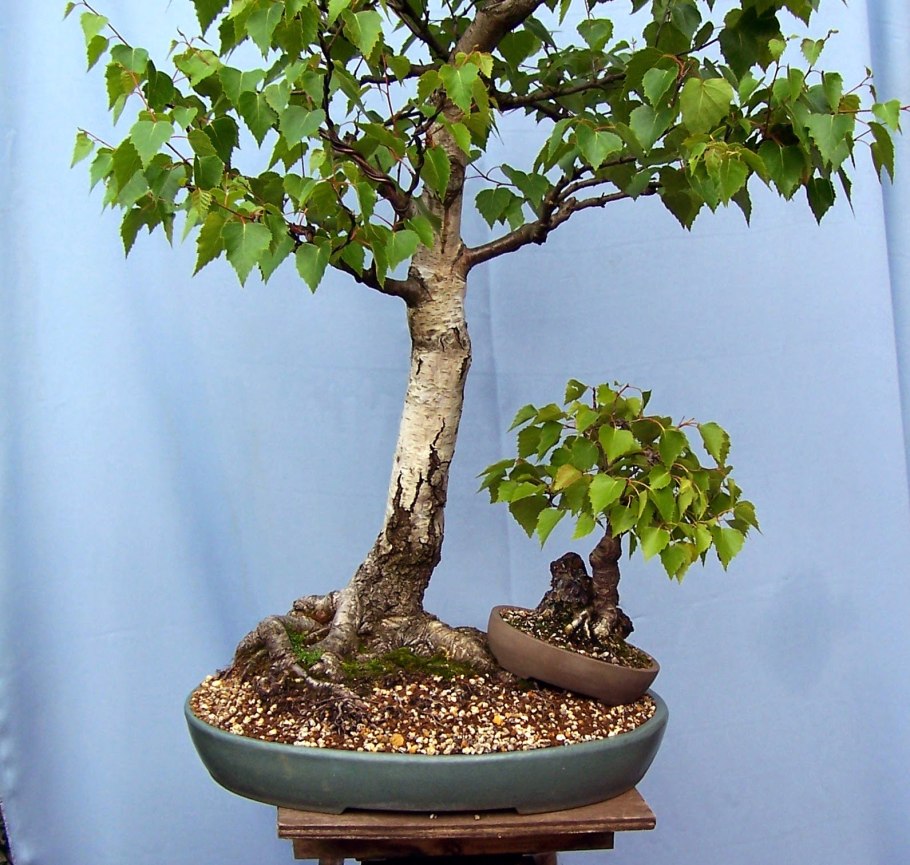 Формирование березы бонсай