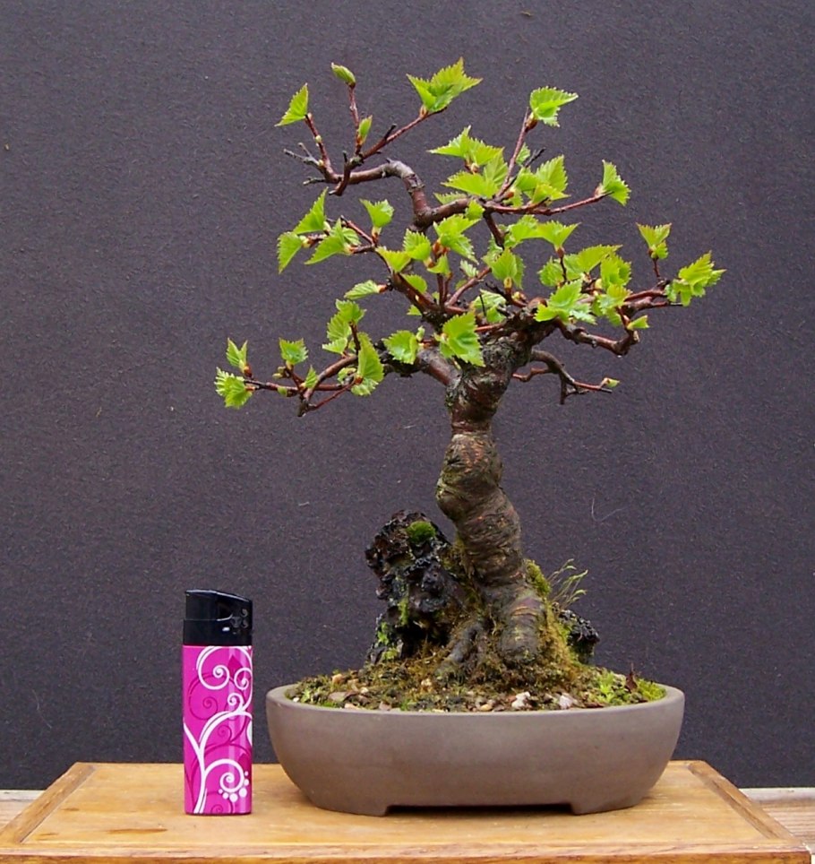 Betula pendula бонсай