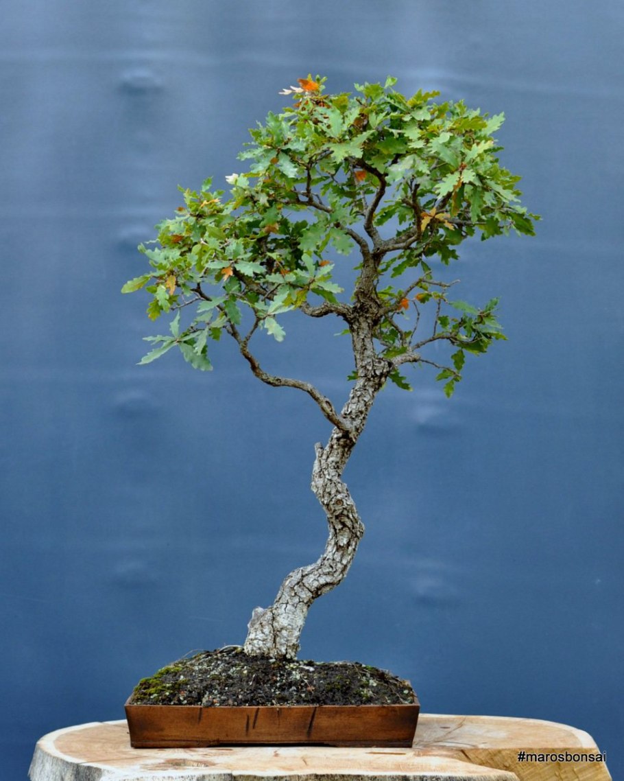 Бонсай Тополь