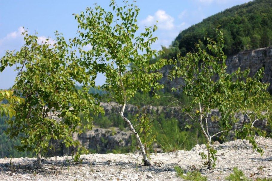 Береза повислая Юнги Betula pendula Youngii