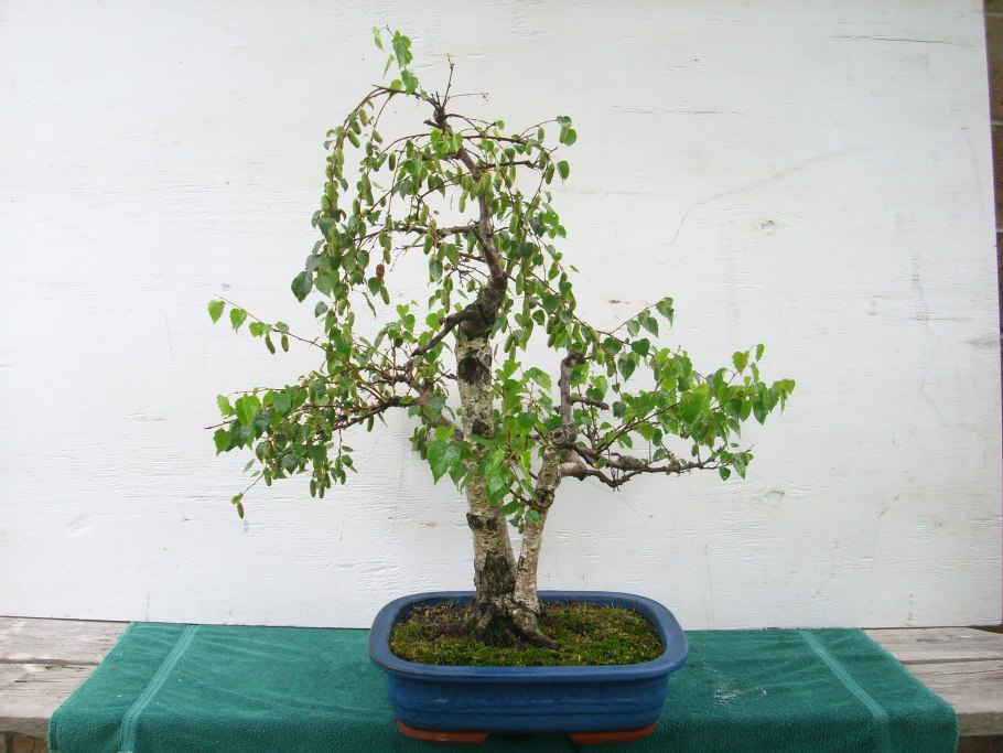 Бонсай дерево береза