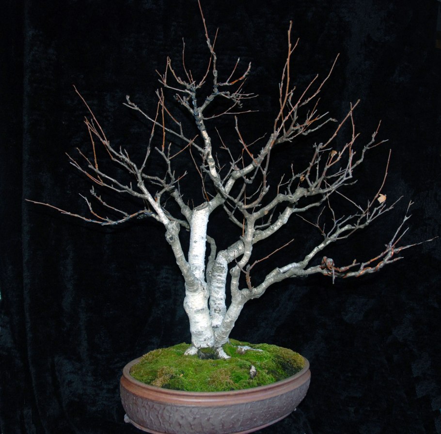 Карликовая береза бонсай
