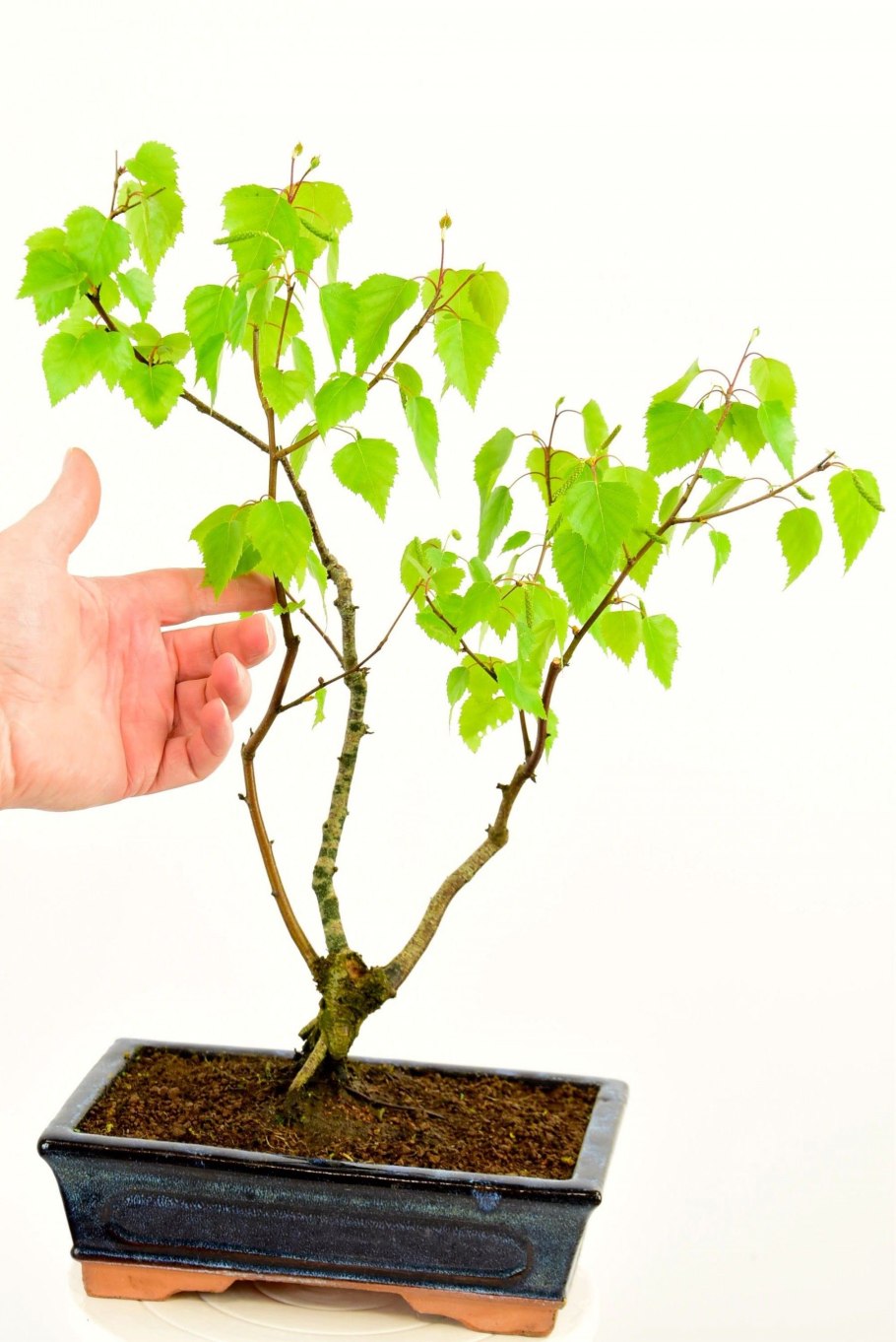 Береза карликовая Betula Nana