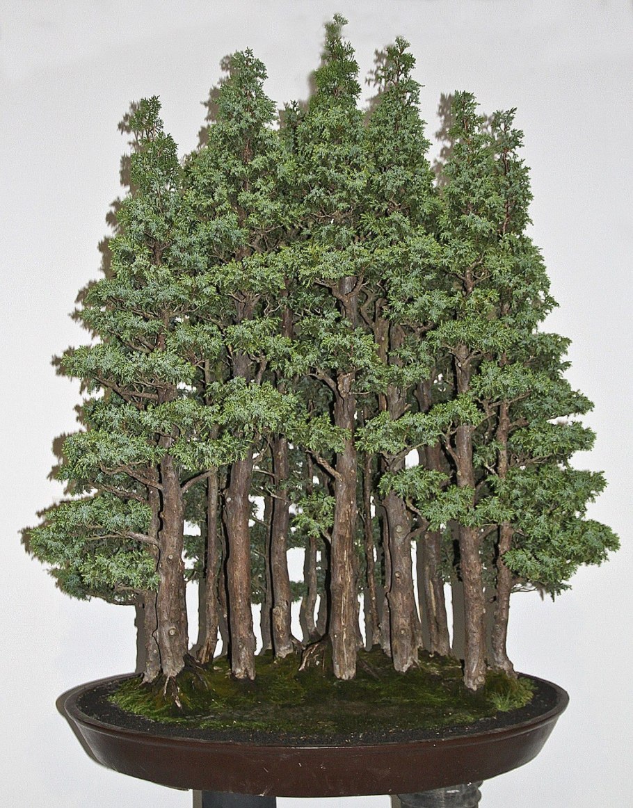 Береза плакучая Youngii