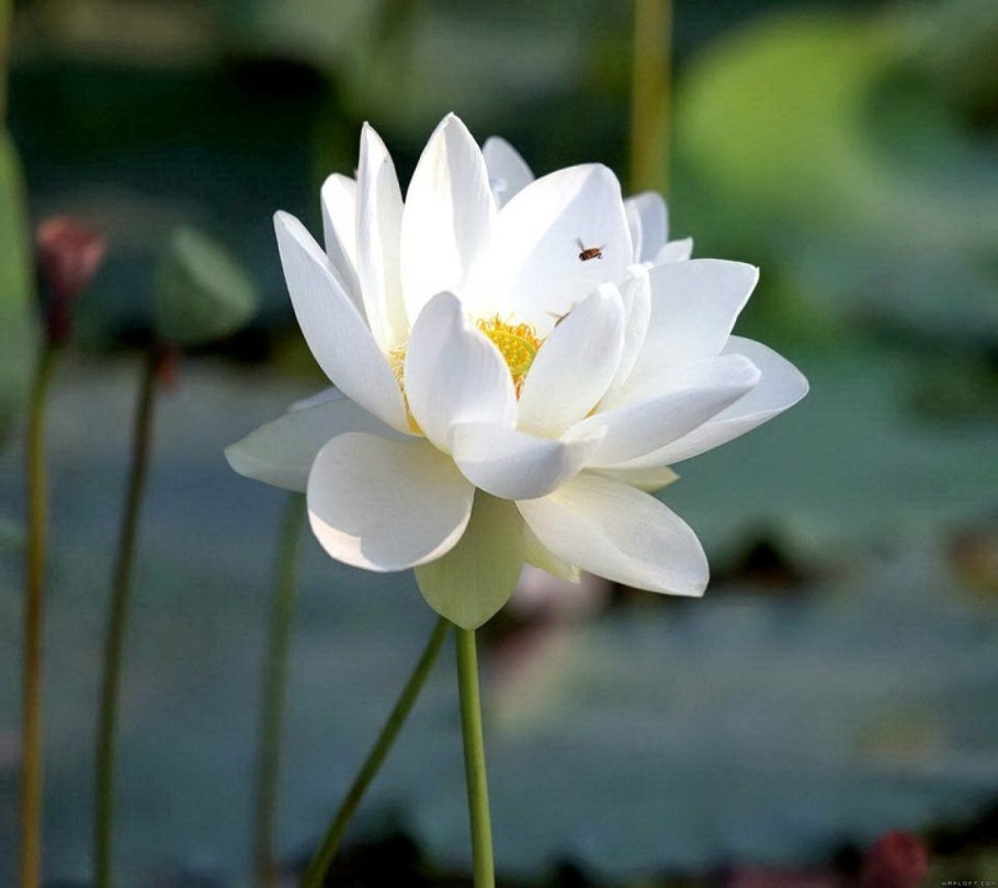 Болотная Лилия цветок