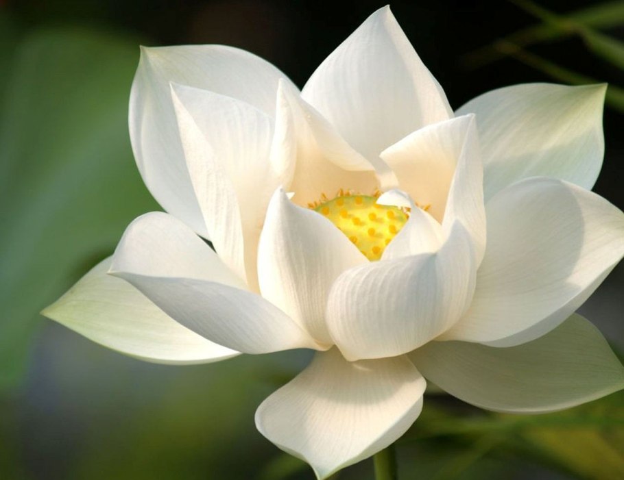 Кувшинка белая