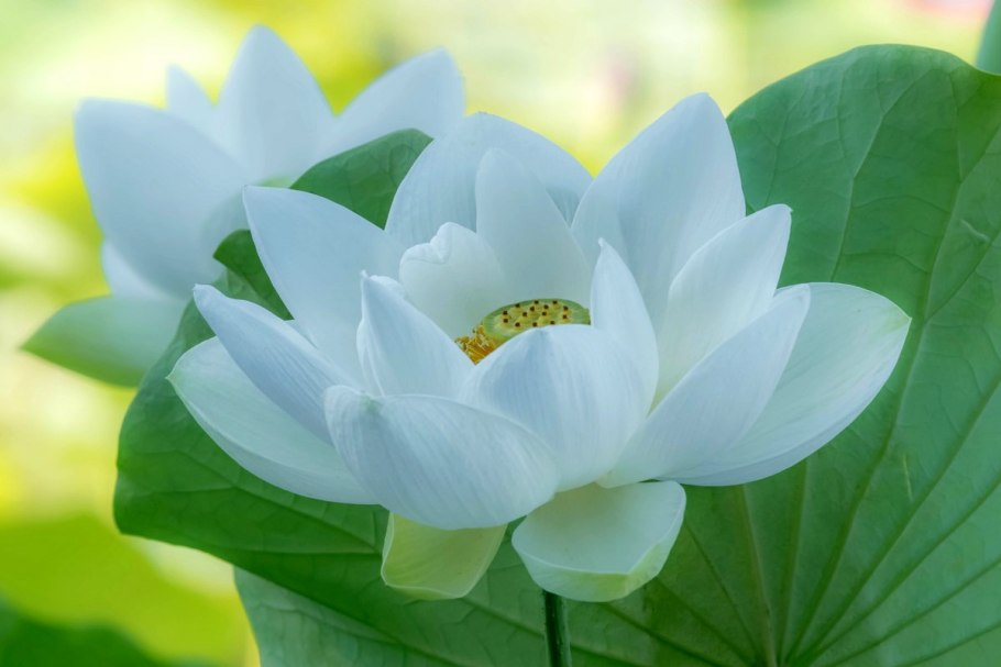 Белый Лотос Nymphaea Lotus