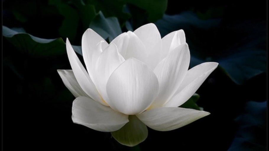 Белый Лотос цветок