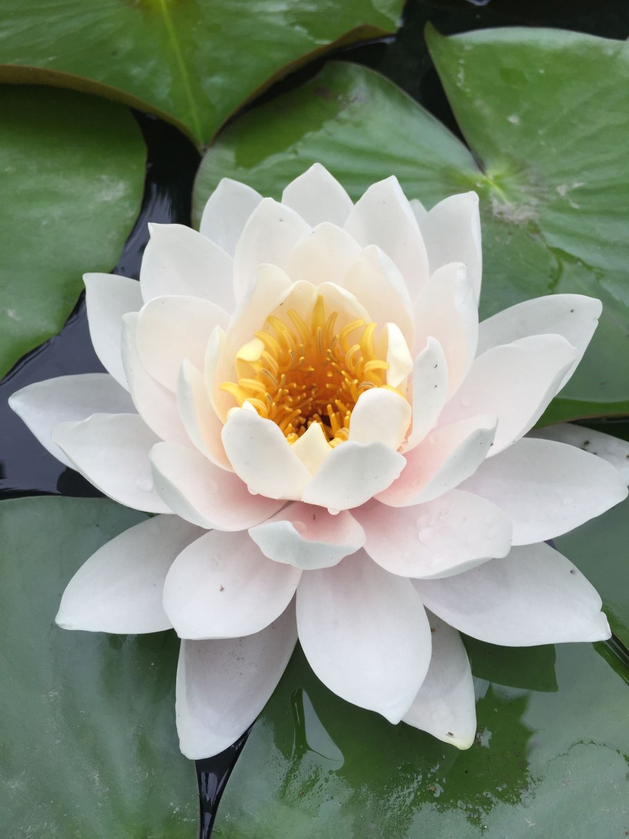 Лотус растение белый