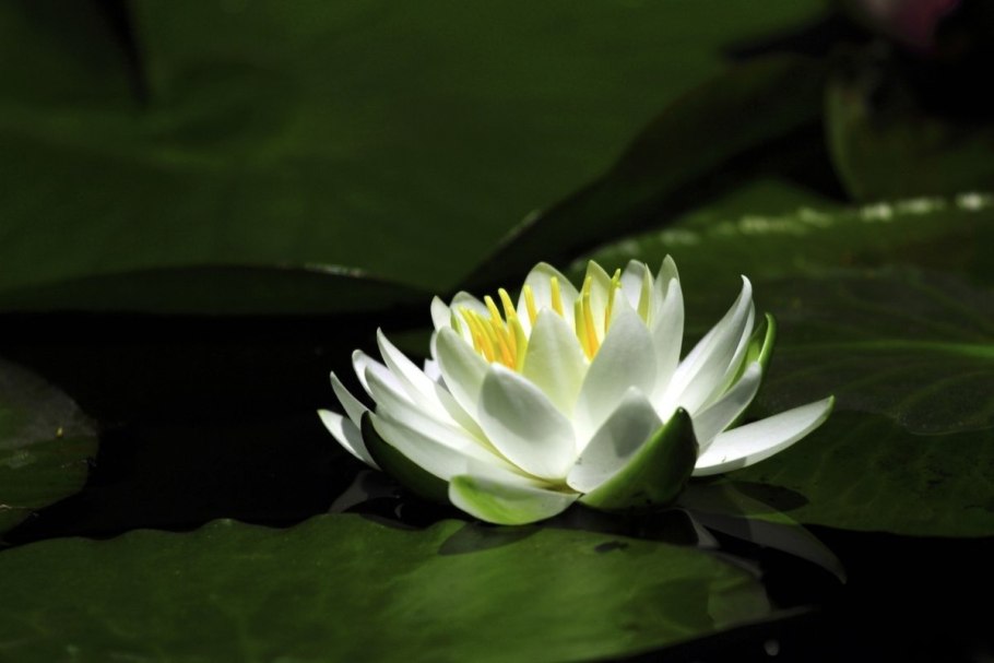 Белый Лотос (White Lotus)