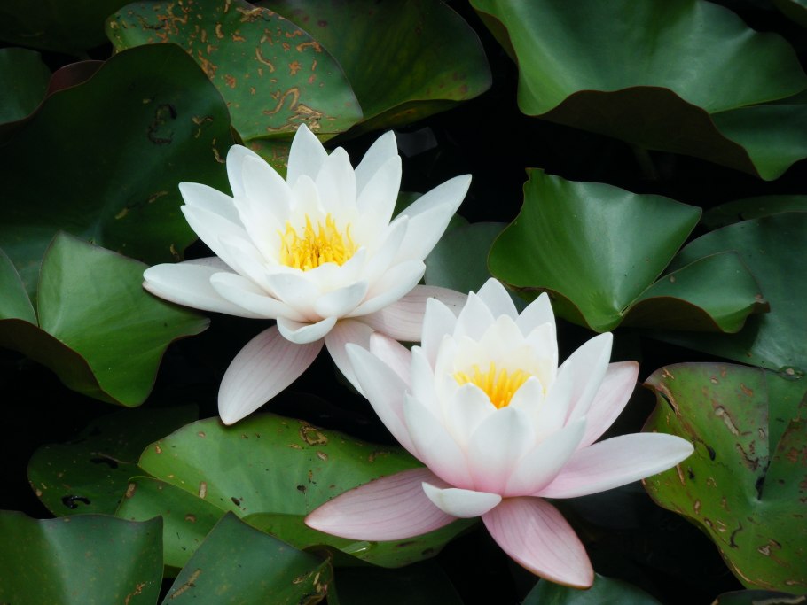 Белый Лотос Nymphaea Lotus