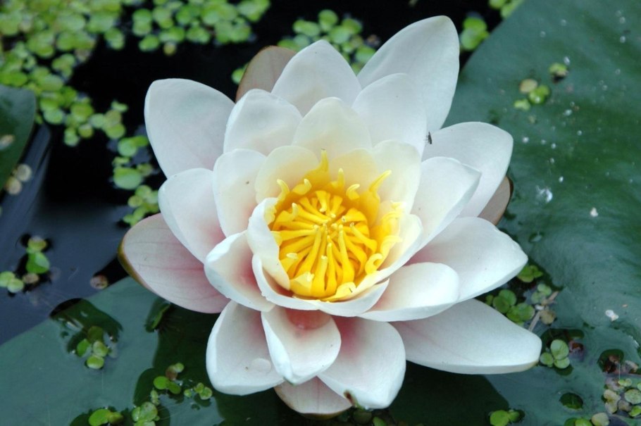 Лотус цветок белый