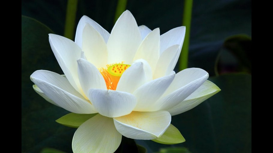 Белый Лотос сериал