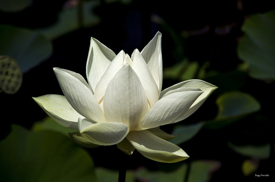 Белый Лотос растение