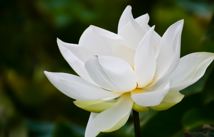 Белый Лотос растение