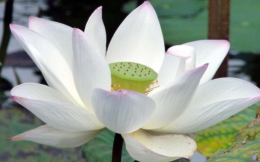 Лотос кувшинка водяная Лилия