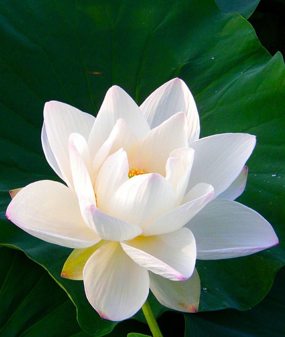 Кувшинка белая Лотос белый