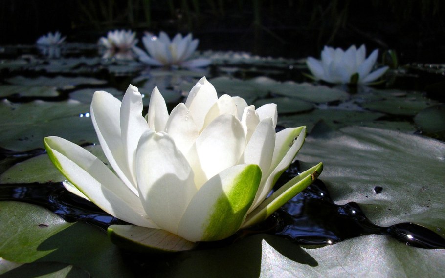 Белый Лотос Nymphaea Lotus