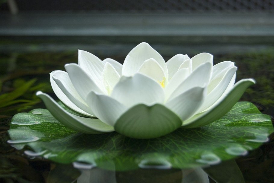 Белый Лотос Постер