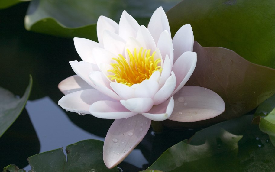 Белый Лотос Nymphaea Lotus