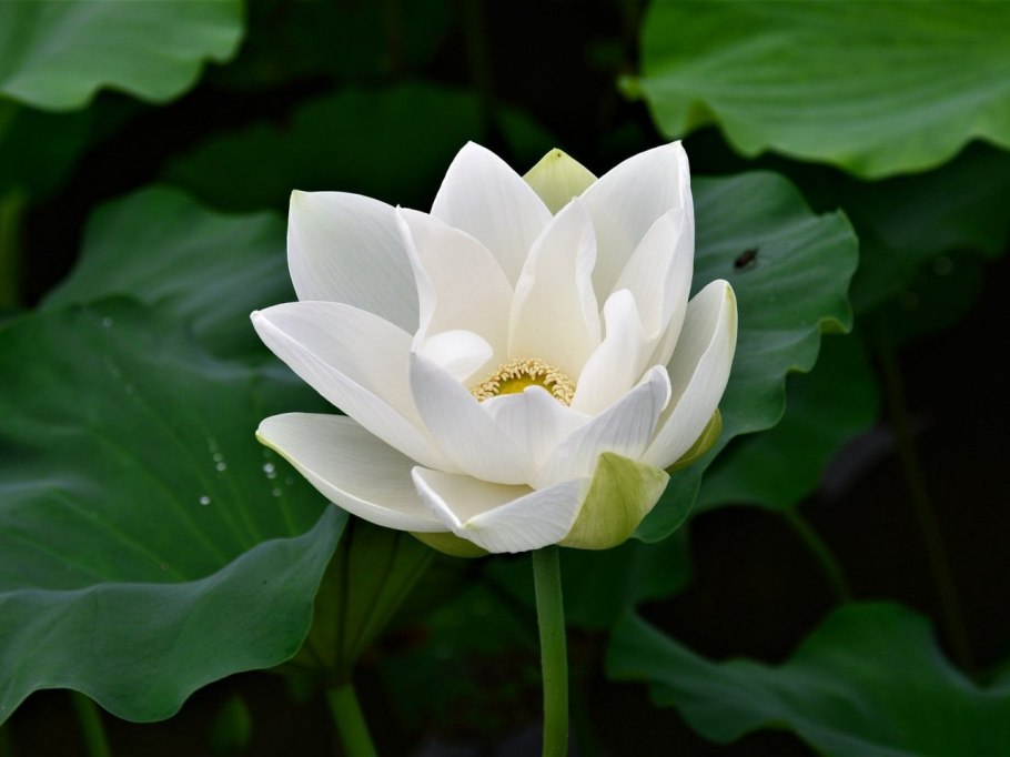 Кувшинка белоснежная