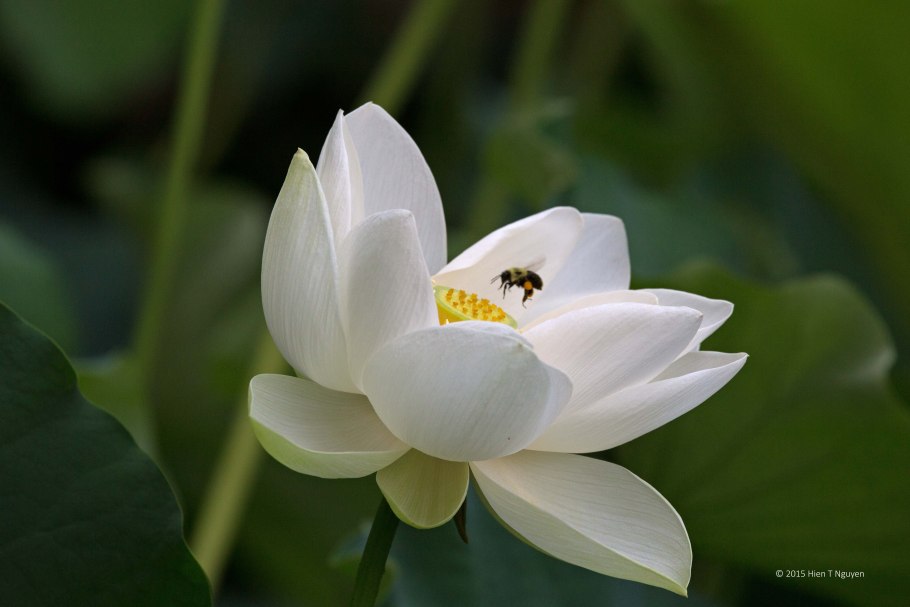 Белый Лотос цветок