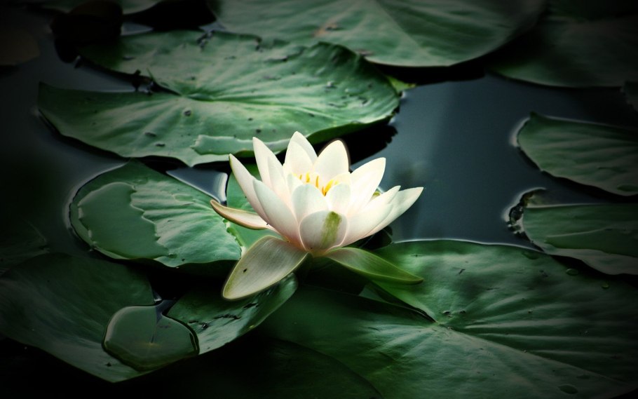 Белый Лотос Nymphaea Lotus