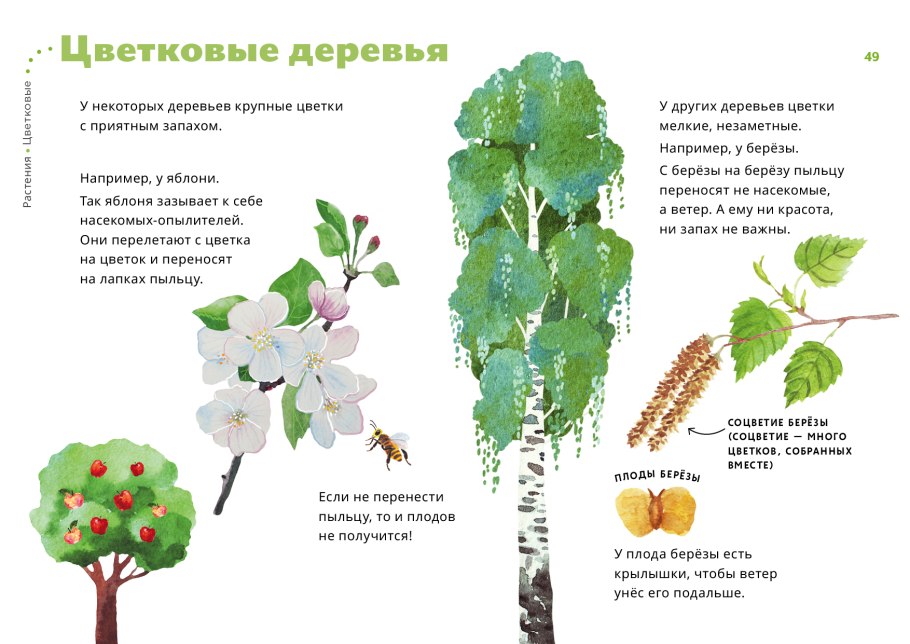 Отдел цветковые класс двудольные