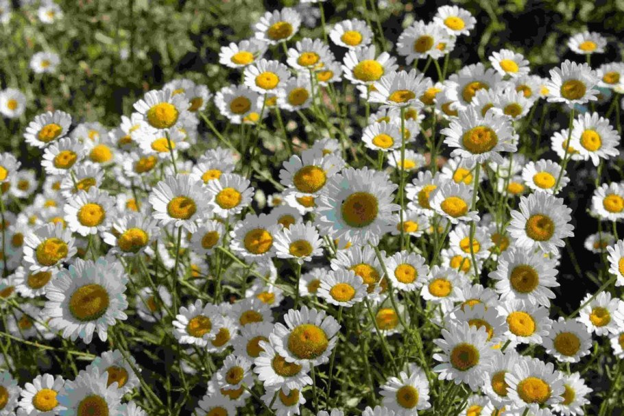 Отдел Покрытосеменные Однодольные и двудольные