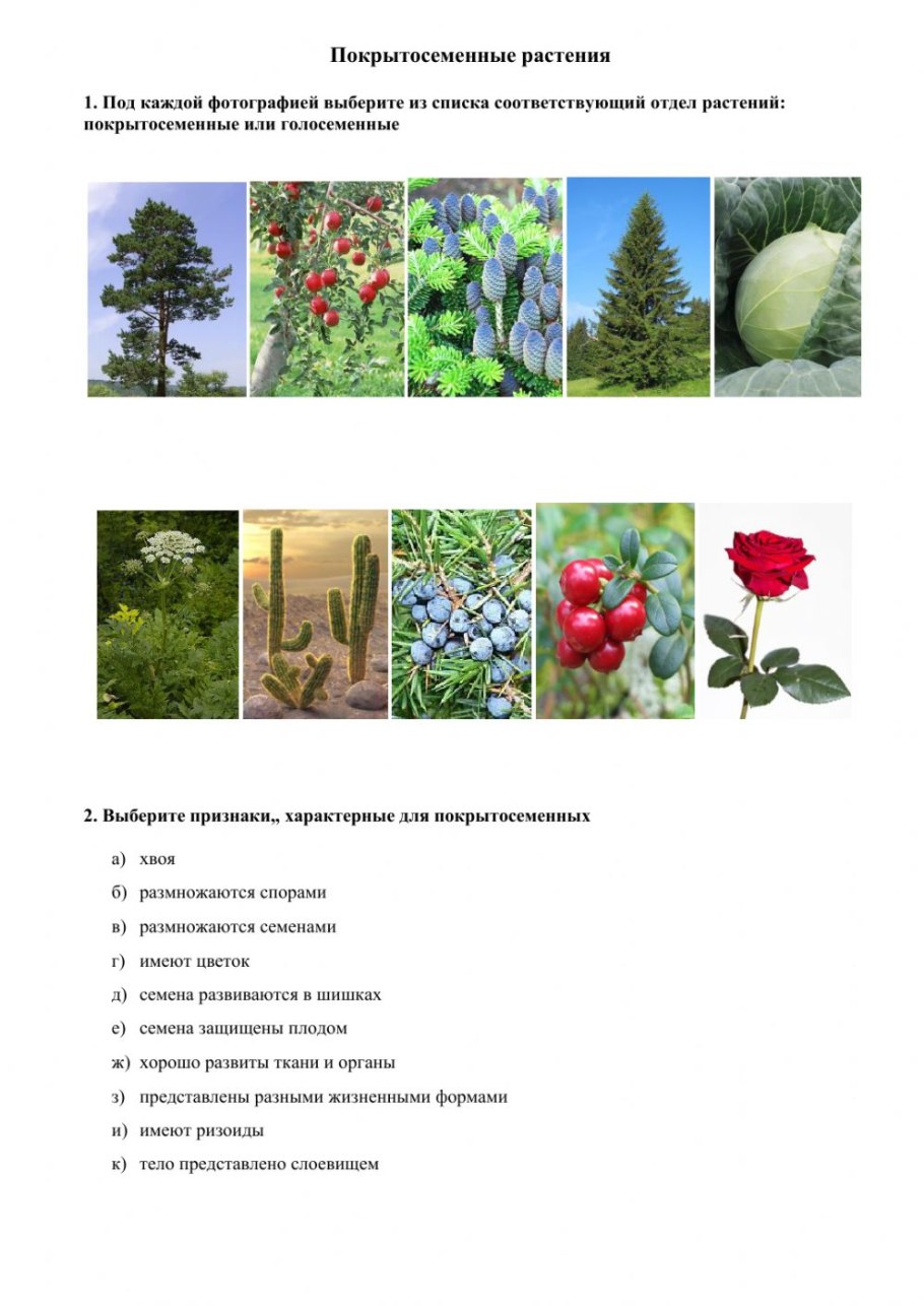 Семейства растений рисунки