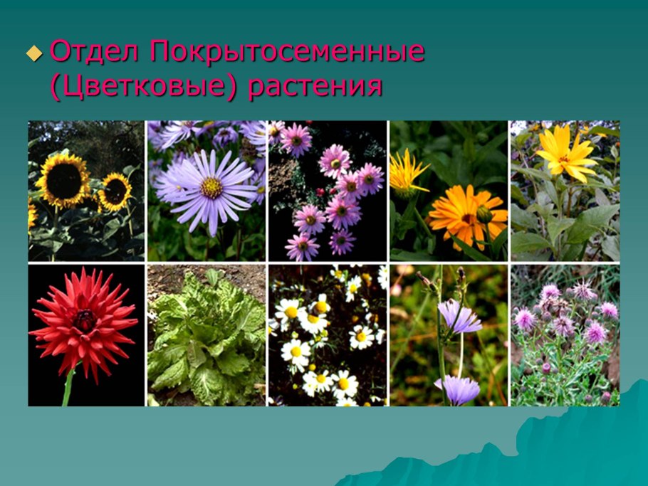 Царство растений отделы классы схема