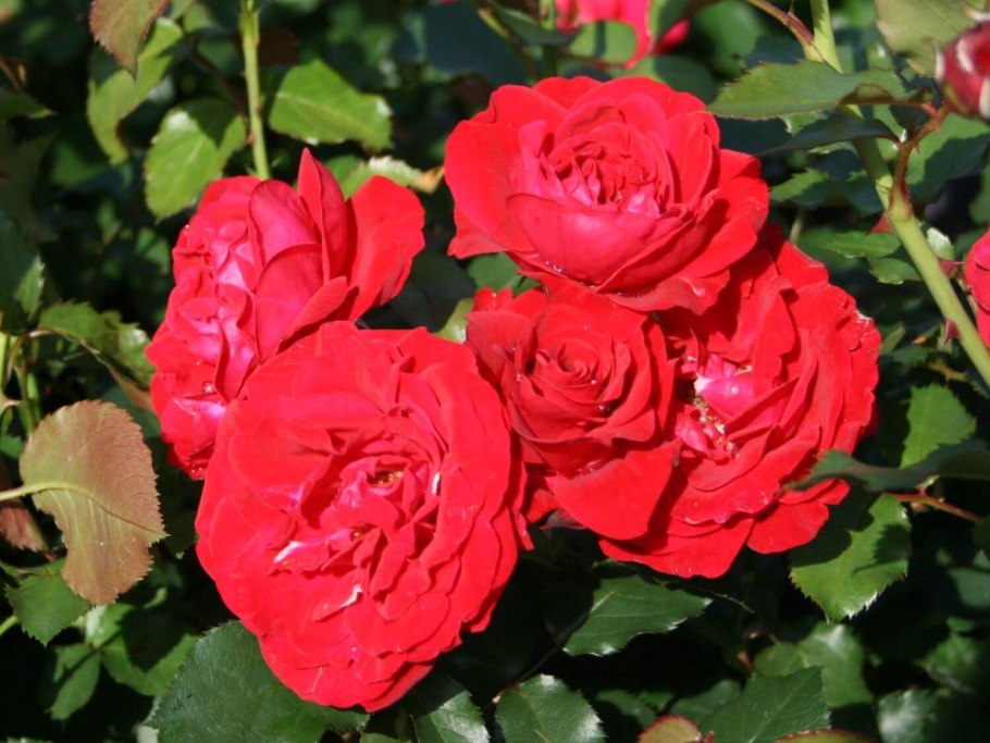 Роза флорибунда Нина Вейбул