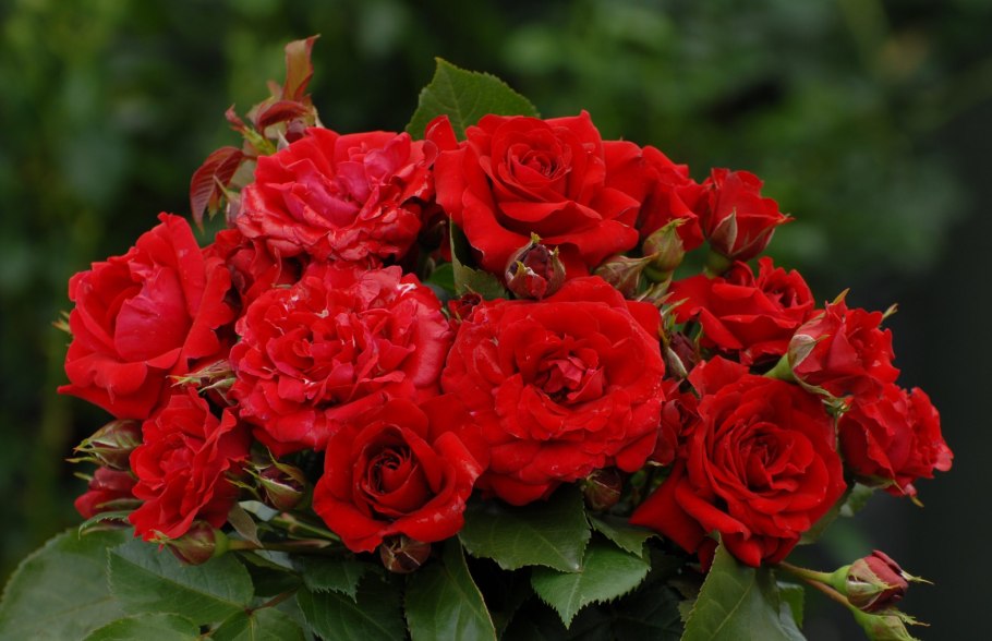 Флорибунда Нина Вейбул