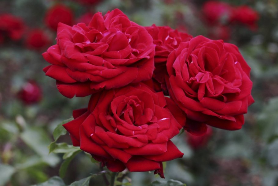 Флорибунда Нина Вейбул