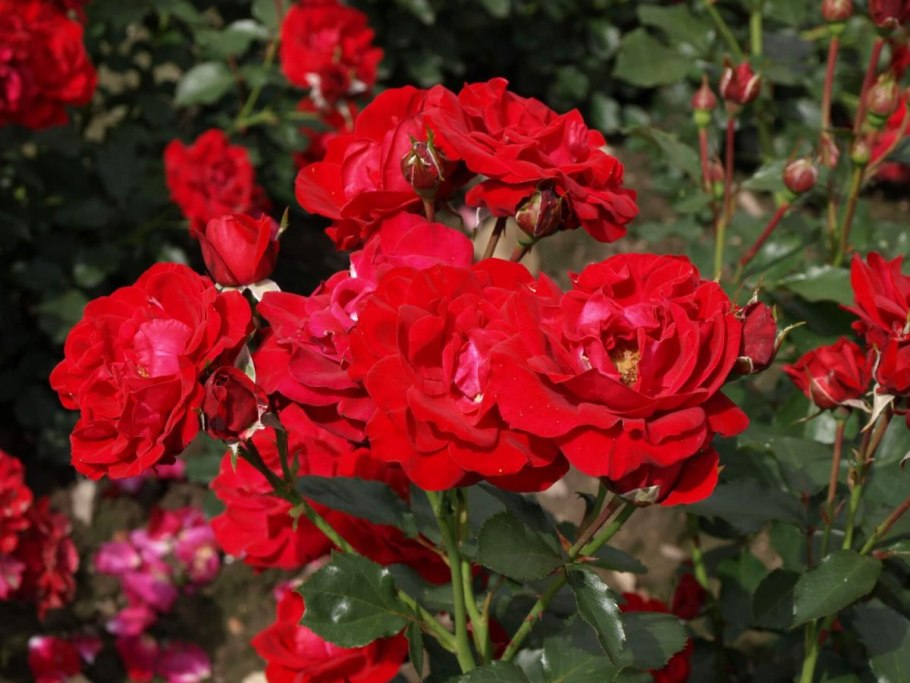 Роза Ингрид Вейбулл