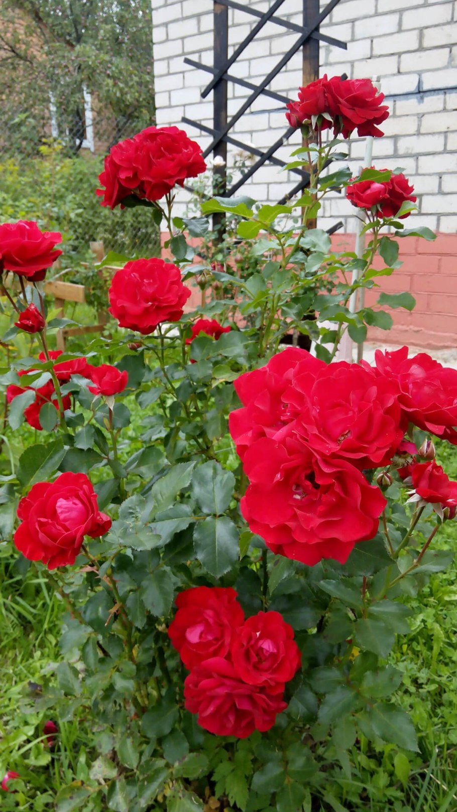 Ред Берлин чайно гибридная