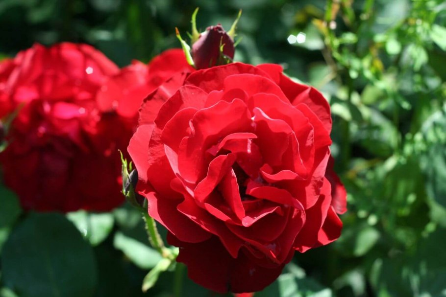 Роза флорибунда Нина Вейбул