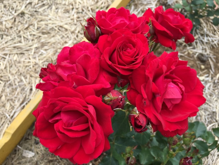 Роза флорибунда Нина Вейбул