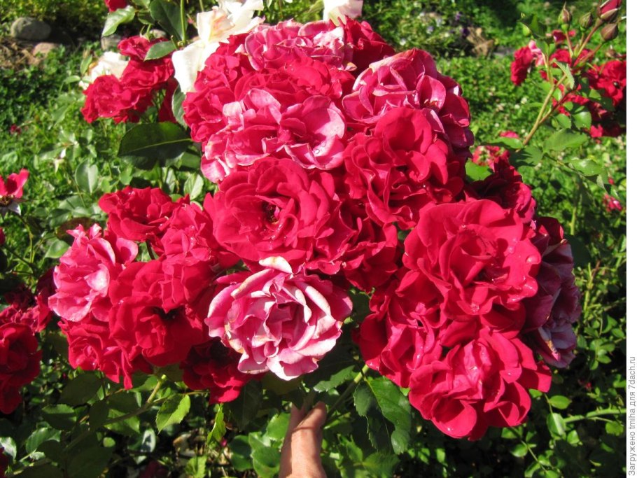 Роза флорибунда Нина Вейбул