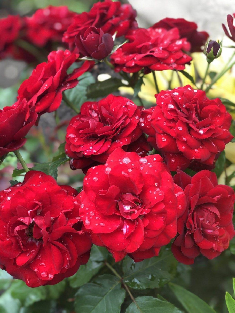 Роза флорибунда Nina Weibull