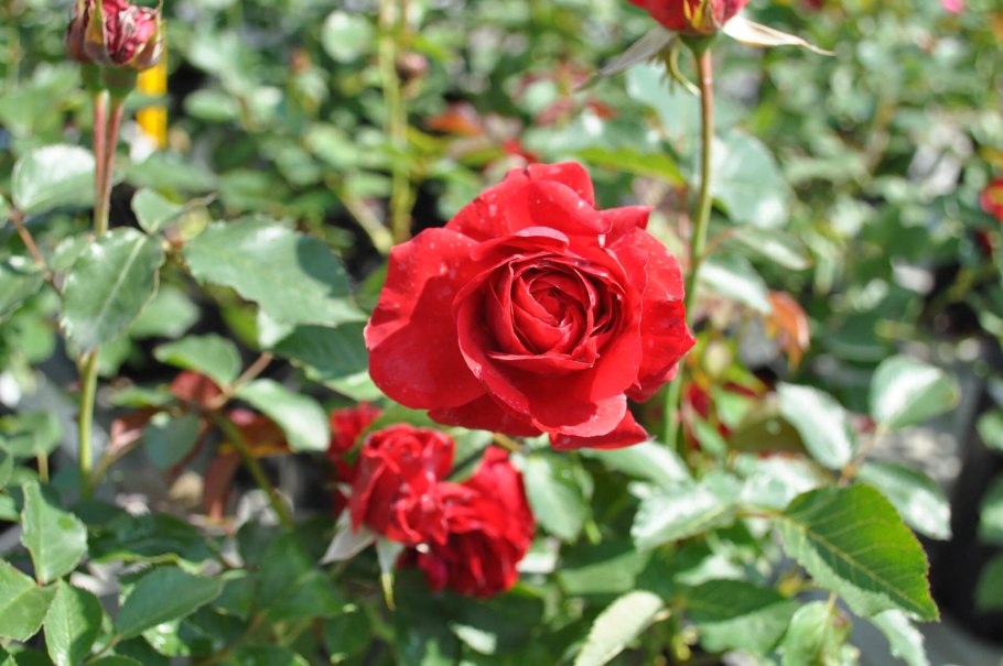 Нина Вейбул Nina Weibull роза