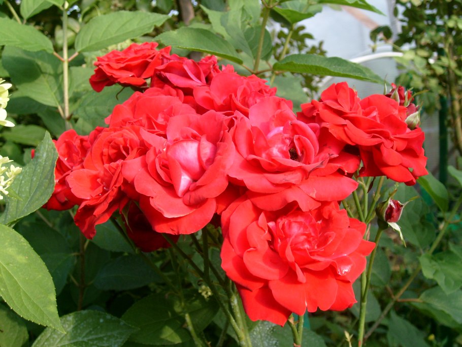 Роза Ingrid Weibull