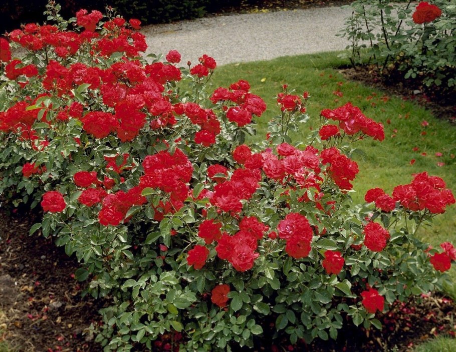 Роза флорибунда Нина Вейбул