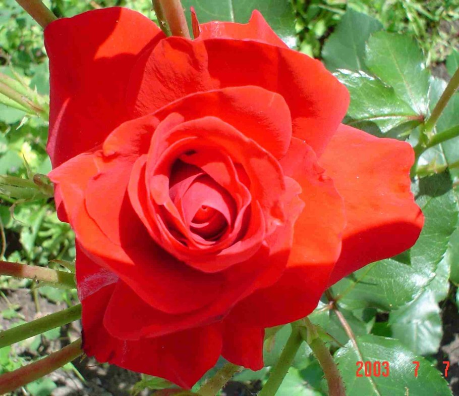 Роза флорибунда Стромболи