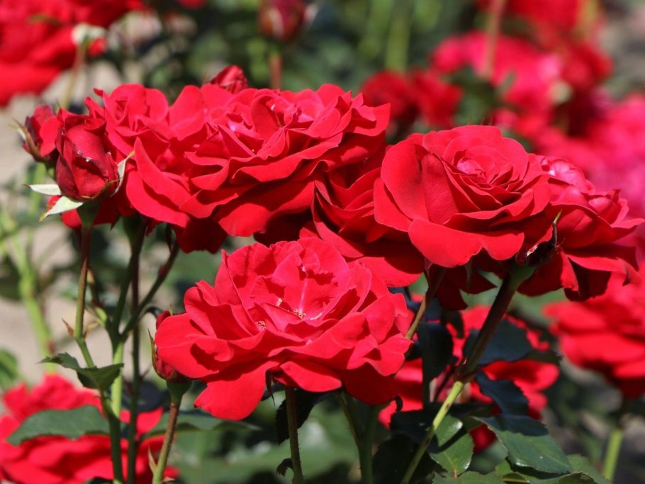 Флорибунда Нина Вейбул