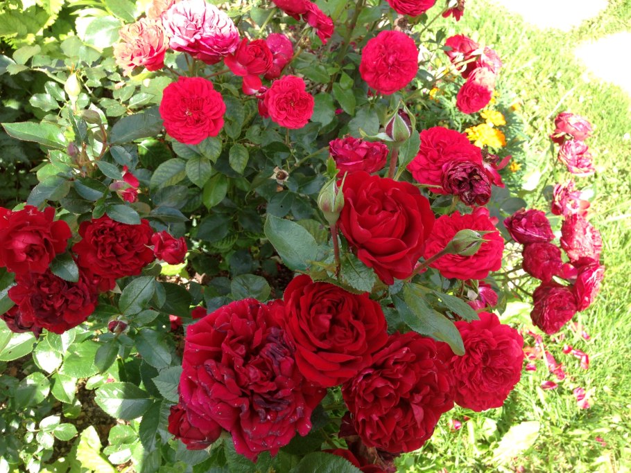 Роза аут оф розенхайм